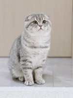 苏格兰折耳猫深度解析：历史、性格、饮食与全程养护