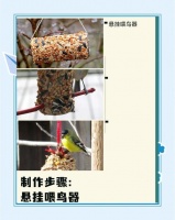 鸟食怎么做（鸟贝长什么样子图片） – 五行号