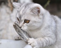 猫咪饮食与泌尿健康