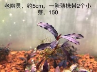 幽灵火箭鱼最佳饲养环境(幽灵火箭鱼混养搭配指南)