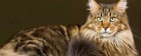 家猫怎么喂养