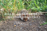 新手必看：仓鼠怎么养才能健康快乐？,超全饲养指南助你成为合格主人