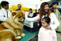 北京国际宠物节名犬秀 400多只狗角逐冠军