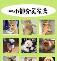 了解柯基犬的三个品种（选择你最喜欢的柯基犬）