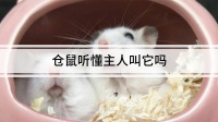 哪种仓鼠粮比较好