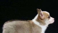 从选择到照顾，全面了解这两种犬种的特点和需要（从选择到照顾）