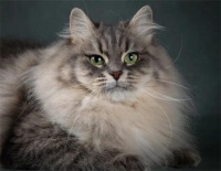 西伯利亚猫选购