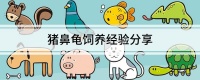 猪鼻龟饲养经验分享