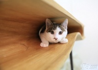 给猫儿一个肆意玩乐的空间