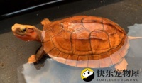 金钱龟腐皮病治疗全解析：专业方法助宠物龟康复
