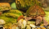 宠物龟生病了用什么药