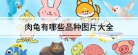 肉龟有哪些品种图片大全