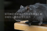 如何辨别仓鼠公母的方法有哪些?教你轻松分辨仓鼠性别技巧