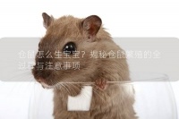 仓鼠怎么生宝宝?揭秘仓鼠繁殖的全过程与注意事项