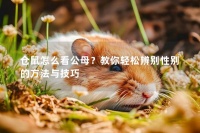 仓鼠怎么看公母?教你轻松辨别性别的方法与技巧