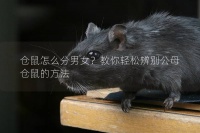 仓鼠怎么分男女?教你轻松辨别公母仓鼠的方法