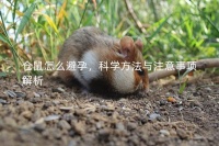 仓鼠怎么避孕,科学方法与注意事项解析