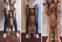 老年犬粮如何选择？2025狗狗科学延寿指南