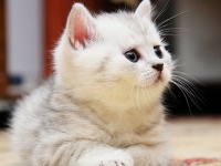 猫咪吃素好吗