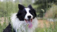 边境牧羊犬好不好,聪明与活力的完美结合