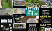 斑马鱼繁殖可以两母一公隔离