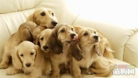 十大巨型犬种介绍，你了解哪几种