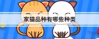 家猫品种有哪些种类