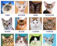 猫的分类及价格,猫的种类?