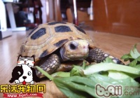 印度陆龟的生活环境,印度陆龟的饲养要点