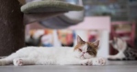 猫伤口烂了一块怎么处理
