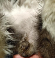 猫咪伤口不好怎么办?(宠物伤口护理方法大揭秘)