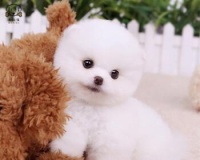 博美狗可以吃饼干吗?