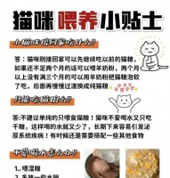仅用猫粮如何做出美味的猫咪食物?有哪些创意食谱?