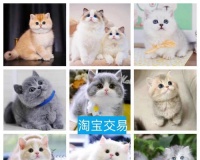 廊坊有哪些宠物养殖基地?
