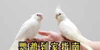 如何正确喂养鹦鹉雏鸟（宝贝鹦鹉雏鸟的饲养指南）