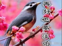 三道眉鸟营养食谱大公开：宠物健康必备指南！
