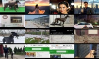 南宫犬舍格力犬出售价格