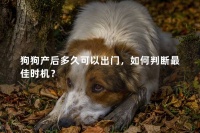 宠物狗狗百科知识免费查询