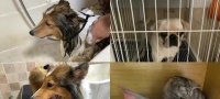 训练狗狗叫的方法与技巧(通过视频教授)