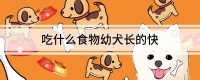 吃什么食物幼犬长的快