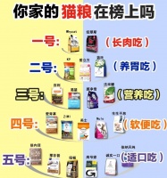 猫咪过渡期猫粮选择指南:平稳过渡的秘诀是什么?