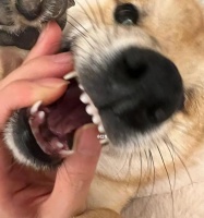 狗乳牙什么时候长齐?狗狗换牙期的护理要点是什么?
