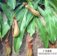 猪笼草种子有几种