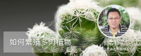 如何繁殖多肉植物