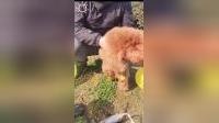 宠猫日常，给喵星人买的猫抓板到啦