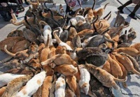 世界独一无二的“猫王国”,10000多只猫咪,堪称猫奴的天堂!