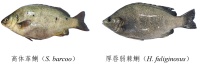 华南淡水养殖种质资源调查专题(十六):鯻科鱼类种质资源调查