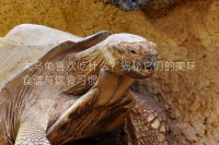 大乌龟喜欢吃什么?揭秘它们的美味食谱与饮食习惯