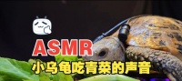 乌龟的食谱(探索乌龟的饮食习惯和食物喜好)