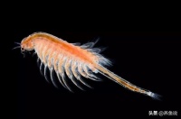水族观赏鱼市场上那么多“丰年虾”系列的饲料，用这3种就可以了